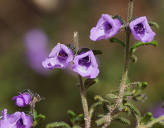 Prostanthera hirtula