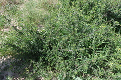 Commiphora angolensis