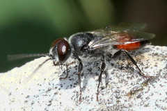 Astata boops