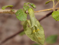 Correa aemula
