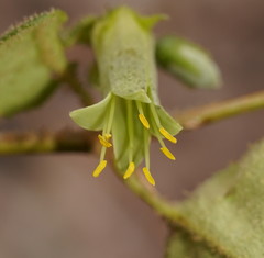 Correa aemula