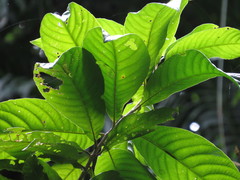 Wetria australiensis