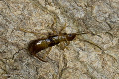 Forficula smyrnensis