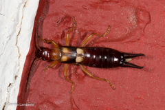 Forficula smyrnensis