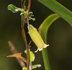 Marianthus bignoniaceus