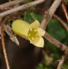 Marianthus bignoniaceus