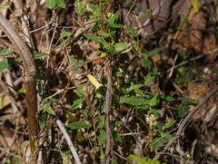 Marianthus bignoniaceus