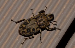 Ryssonotus nebulosus