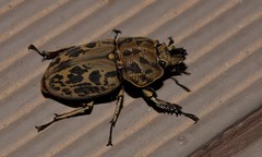 Ryssonotus nebulosus