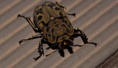 Ryssonotus nebulosus
