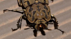 Ryssonotus nebulosus
