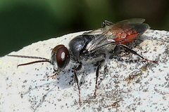 Astata boops