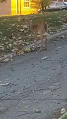 Odocoileus virginianus