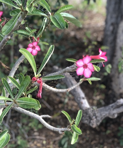 desert rose