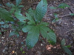 Wetria australiensis