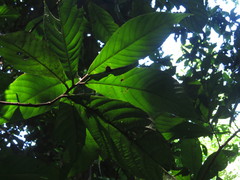 Wetria australiensis