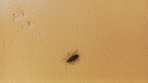 Eastern Boxelder Bug