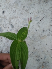 Spigelia