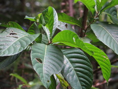 Wetria australiensis