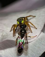 Heliophanus melinus