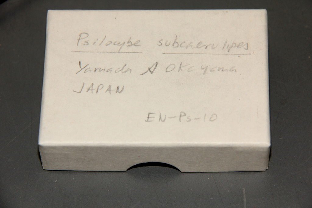Psilocybe subcaerulipes · September 1980 · photo: © alan_rockefeller (iNaturalist, cc-by-sa)