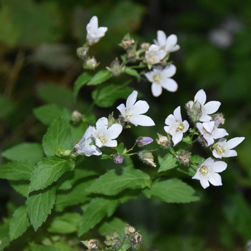 Milky Bellflower (Campanula lactiflora)