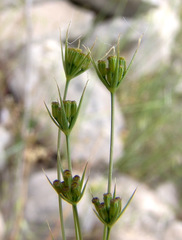Bupleurum gerardi