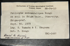 Psilocybe subcaerulipes