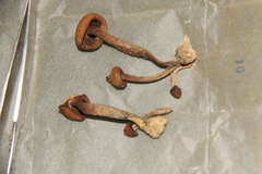 Psilocybe subcaerulipes
