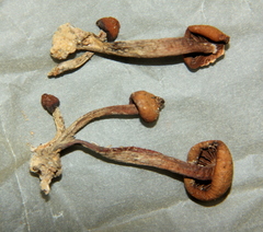 Psilocybe subcaerulipes