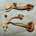 Psilocybe subcaerulipes - Photo (c) Alan Rockefeller, some rights reserved (CC BY), uploaded by Alan Rockefeller