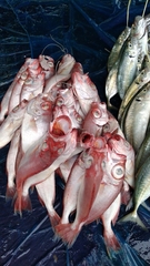 Priacanthidae
