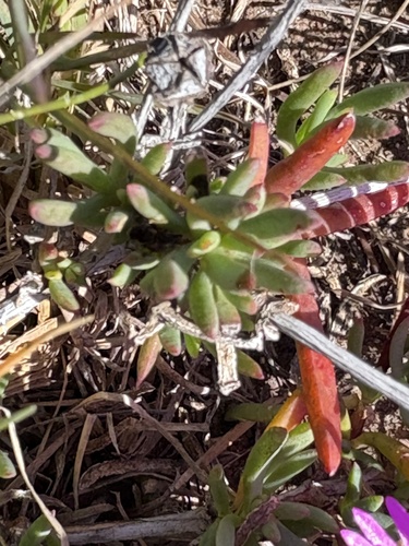Cerise Brightfig (Lampranthus ceriseus)