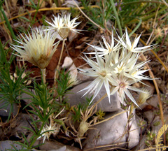 Chardinia orientalis