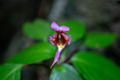 Impatiens bonii