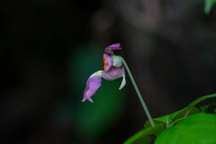 Impatiens bonii