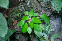 Impatiens bonii