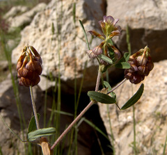 Trifolium grandiflorum