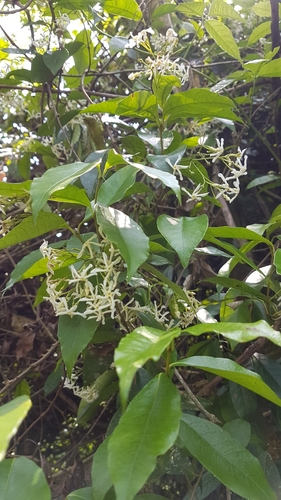 Image of Trachelospermum Lucidum (Trachelospermum lucidum) by no rights reserved