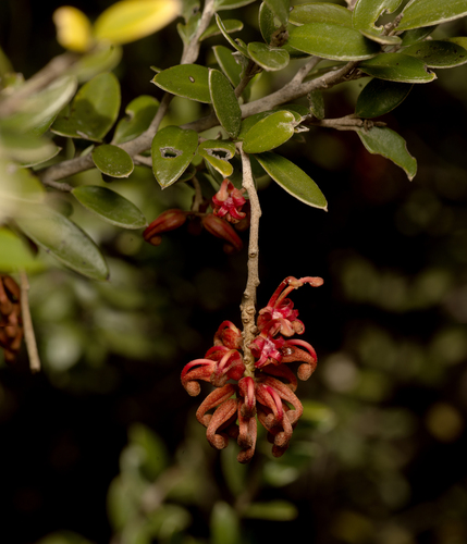 small royal Grevillea (Grevillea diminuta)