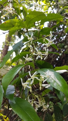 Image of Trachelospermum Lucidum (Trachelospermum lucidum) by no rights reserved