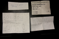 Psilocybe subcaerulipes