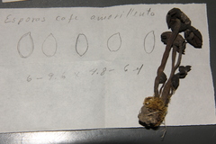 Psilocybe subcaerulipes