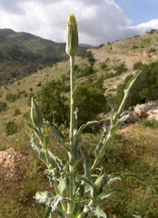 Tragopogon buphthalmoides