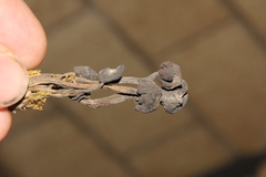 Psilocybe subcaerulipes