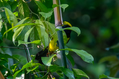 Melanochlora sultanea