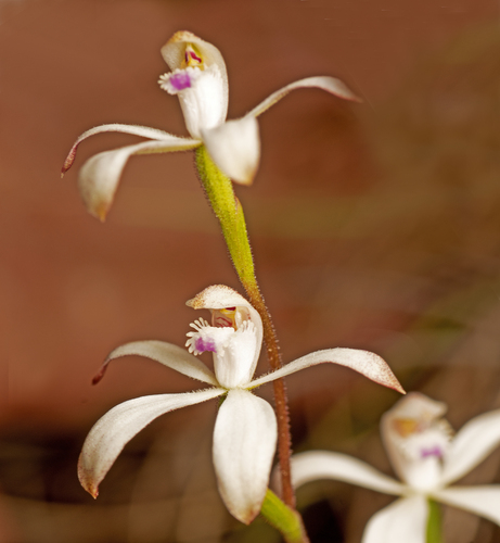 brown caps (Caladenia ustulata)