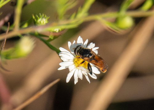 Unknown species found near North Ridgeville, OH, US