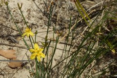 Tricoryne elatior