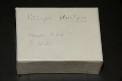 Psilocybe strictipes